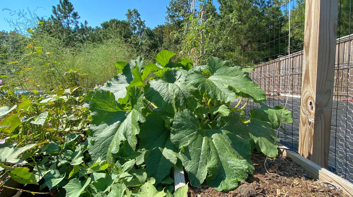 NCGardening's tweet photo. I don’t grow a ton of #squash, but Costata Romanesco is the best #zucchini variety I’ve grown to date.

#zucchiniplant #squashplant #squashplants #growyourown #growyourownfood #garden #gardening #gardeningtips #ncgardening https://t.co/3qnA7pjIHF