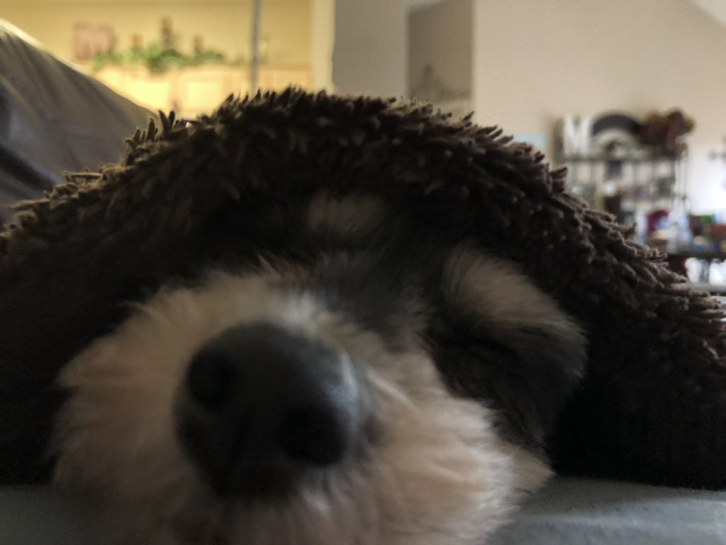 brayndee22's tweet photo. Whiskey catching Z’s part six, whiskey cold @VictoriaISD #bob21 #vehs https://t.co/selPcdPYzl