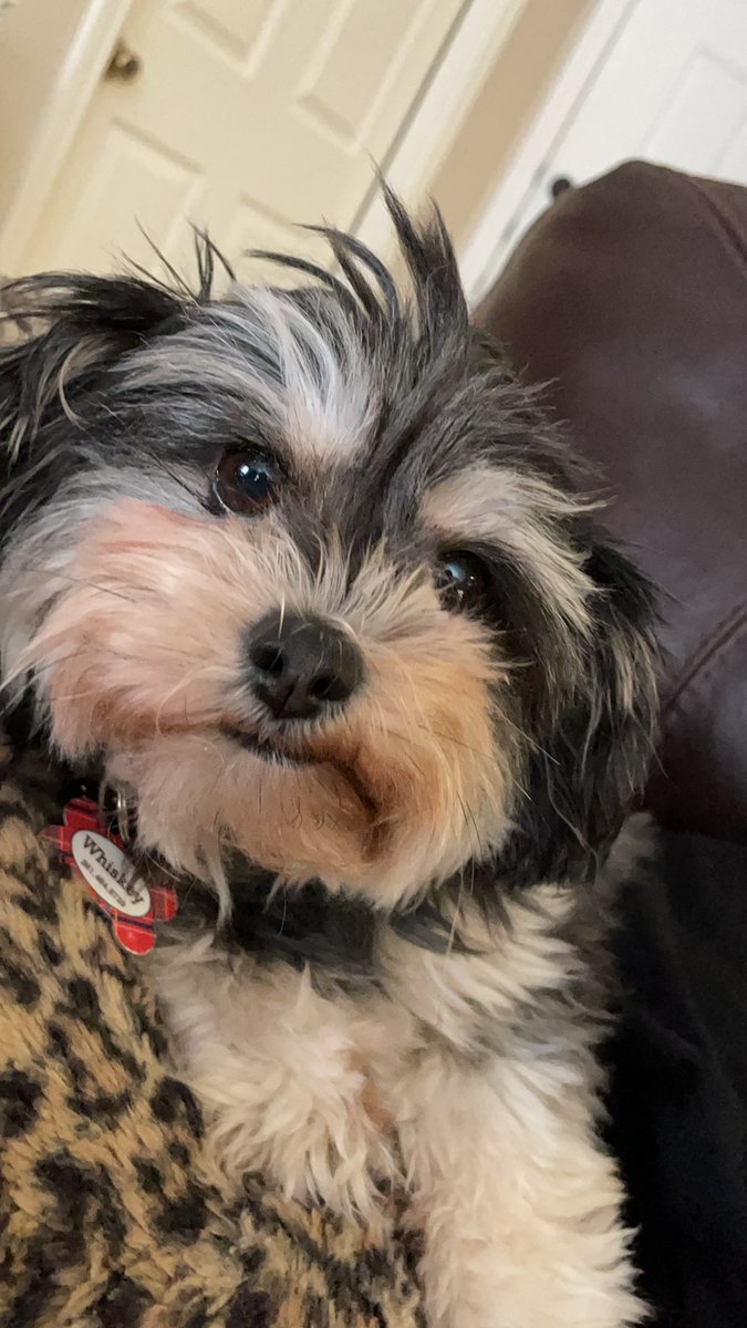 brayndee22's tweet photo. @VictoriaISD #bob21 #vehs 
Whiskey just found out i posted her 😳 https://t.co/FD4VlGvwcK