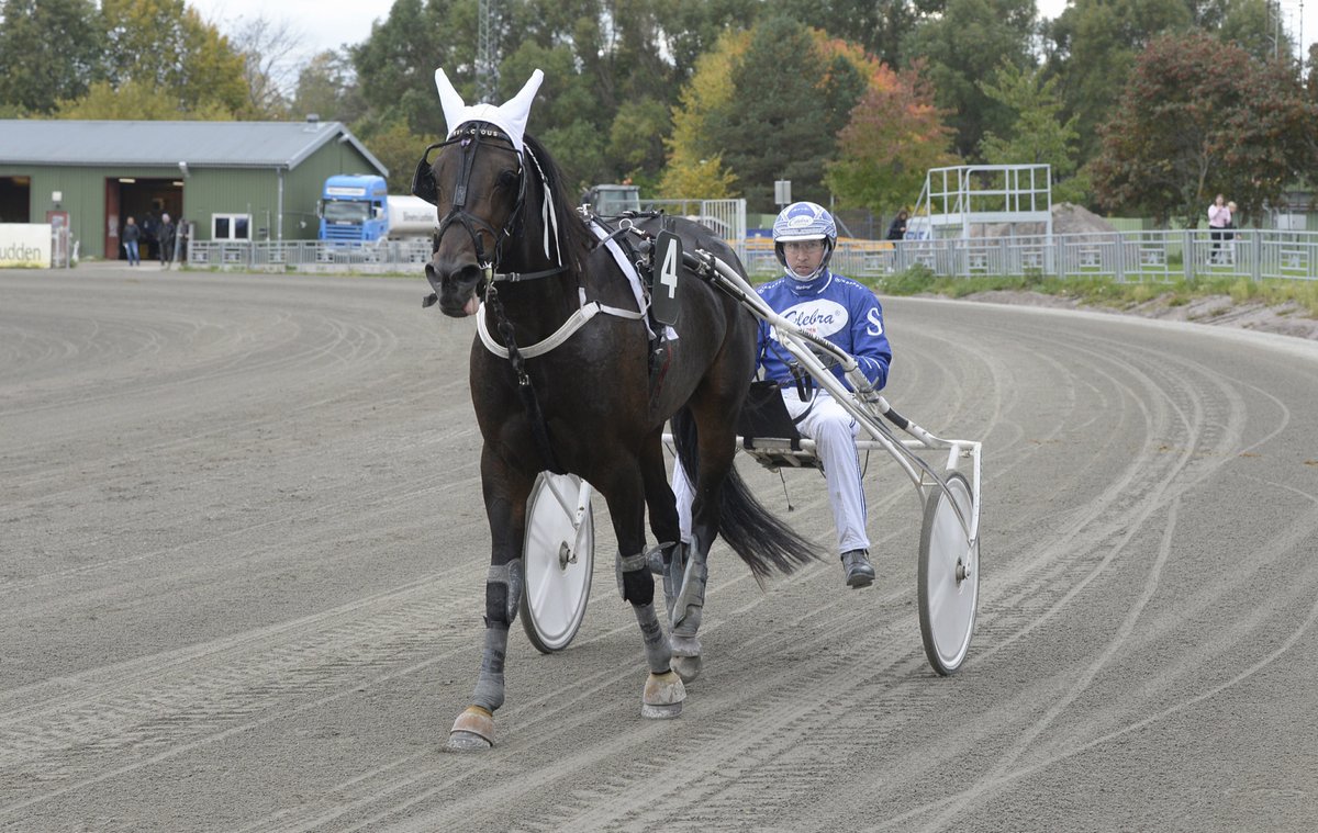 StallHurtig's tweet photo. Första segern i 4:e starten för våran fina egenuppfödda 3åring Vivacious e: Maharajah igår på Gävle! 
Plockar ner favoriten från dödens
Är allmänt kung hela dagen👑 https://t.co/AvLBOGk36a