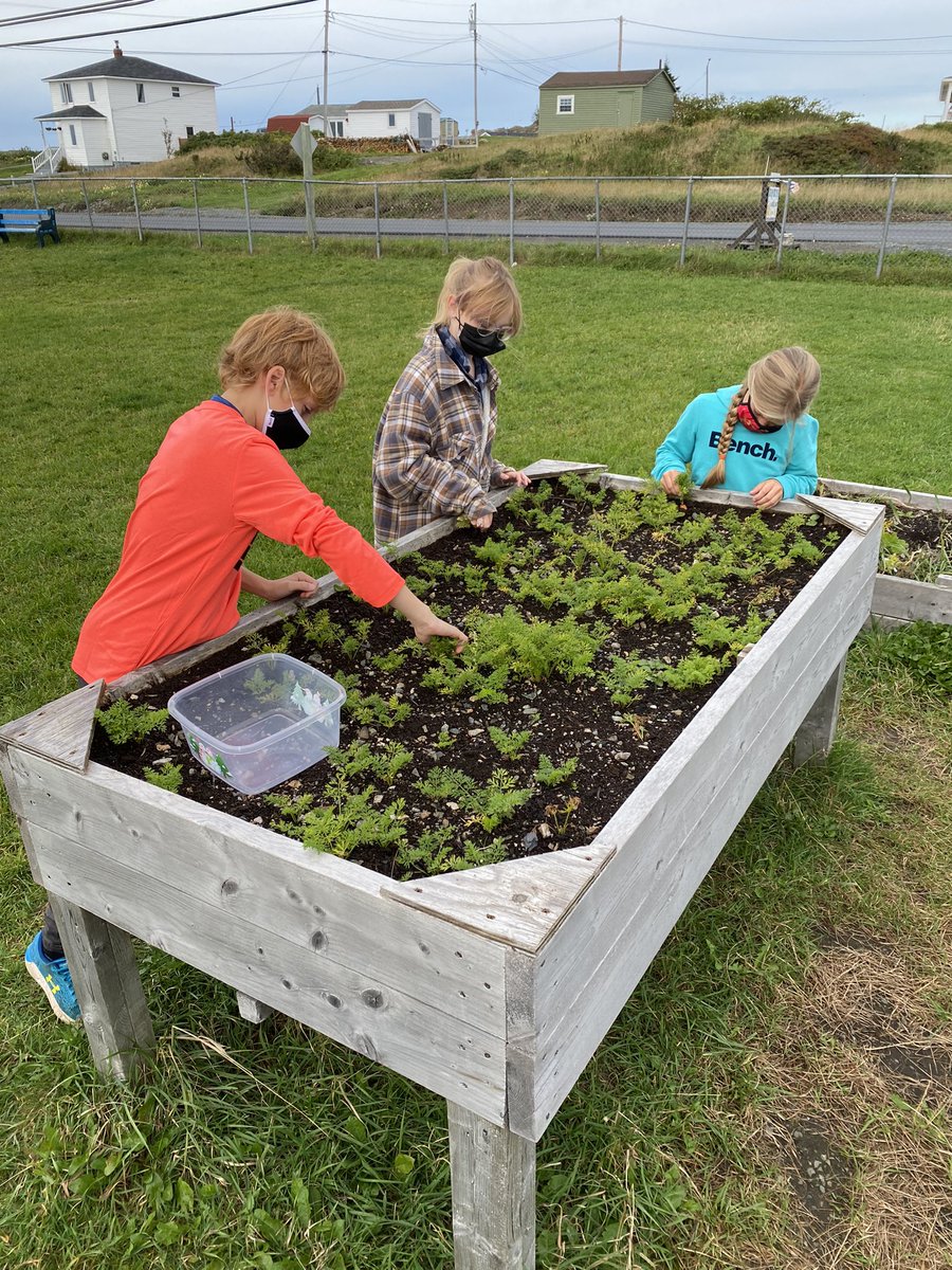 JustinBlackler's tweet photo. Harvest Day at Twillingate Island Elementary! Small but tasty! @NLESDCA #minicarrots https://t.co/GjTxqqBtN7