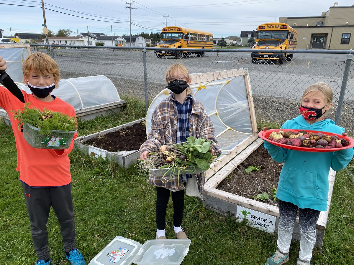 JustinBlackler's tweet photo. Harvest Day at Twillingate Island Elementary! Small but tasty! @NLESDCA #minicarrots https://t.co/GjTxqqBtN7