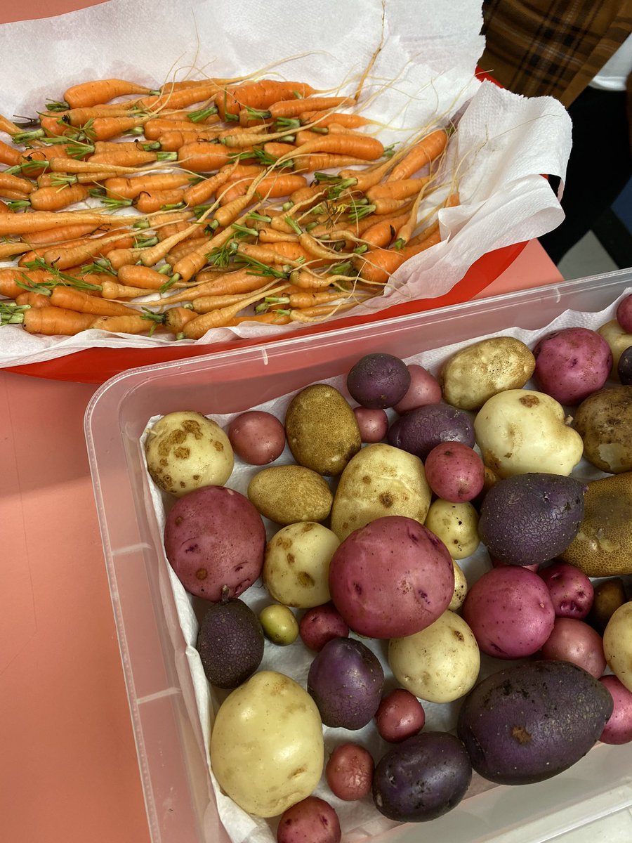 JustinBlackler's tweet photo. Harvest Day at Twillingate Island Elementary! Small but tasty! @NLESDCA #minicarrots https://t.co/GjTxqqBtN7