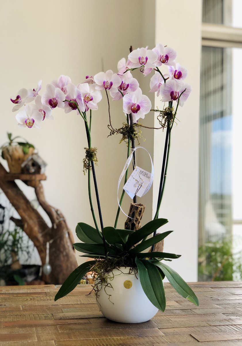 OrquideasMusa's tweet photo. 🍃🌸Orquídeas Phalaenopsis 🍃
#MusadeMusas #OrquídeasMusadeMusas #OrchidMusadeMusas
#Cancún #México #Orquídeas #Orchid #Flores #Arreglosflorales #Flowers #Playa #Arreglos #Regalos
#Gift https://t.co/P0fVtij09e