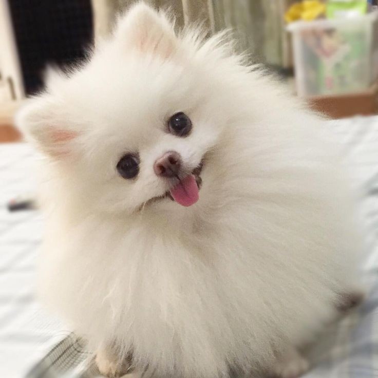 || the dog in question