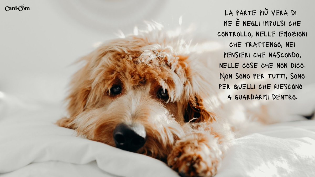 Cani_com's tweet photo. 🐶❤ #cani_com #amiciaquattrozampe https://t.co/SNuvfkFWbm