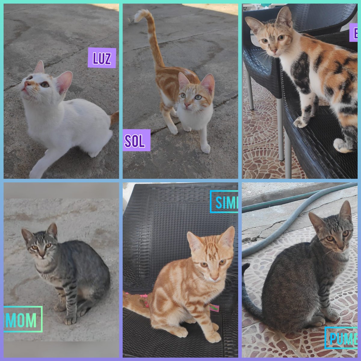 adoptamestizos's tweet photo. Todavía esperan adopción 10 gatitos de los 20 que sacamos adelante este año, por muy guapísimos y buenos que sean.

Aquí los bebés de Grisita y Tikki. Son 6 gatitos, 3 machos y 3 hembras, cariñosos y sociables. Tienen 5 meses y están listos para gobernar vuestros hogares.❤️ https://t.co/8szIgYBnp1