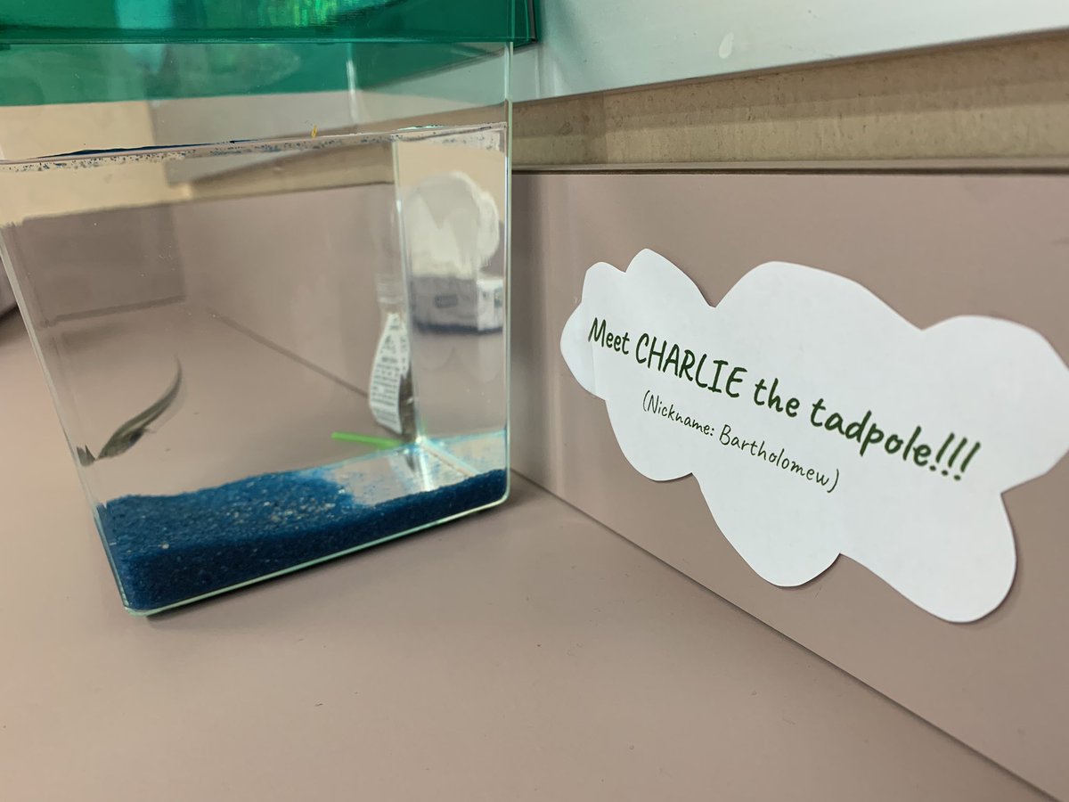 And he has the name! We would officially like you to meet Charlie the tadpole! #WeAreBrookside