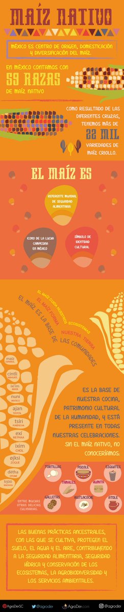 AgroDer's tweet photo. México es #ElPaísDelMaíz
🌽🇲🇽

Más de 2 millones productores 🧑‍🌾
128 millones de consumidores 🍽️
Base de nuestra cultura y gastronomía 🌮
Orgullo de la agrobiodiversidad del #CapoMexicano
El cultivo más importante (en $) para 40% de los municipios🌽

#DíaNacionalDelMaíz https://t.co/J2TlGvSupO