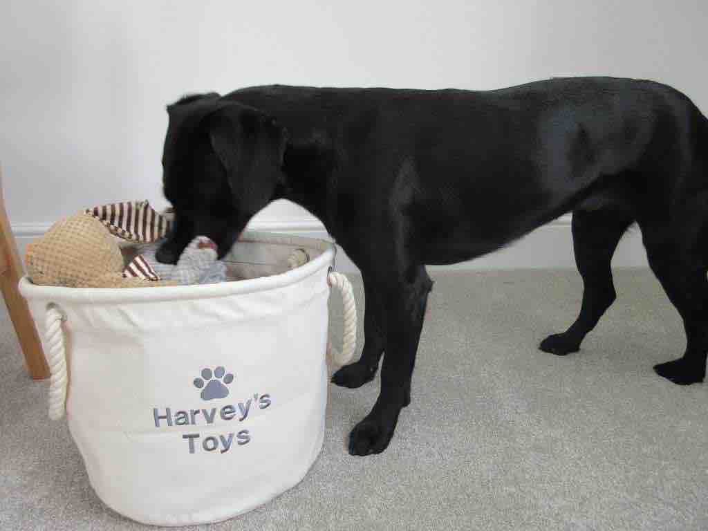 dotty4paws's tweet photo. I wonder if Harvey is trained to put his toys away too?!

These fabulous #toy bags are a great way to keep your house tidy and your pup happy

Available now on Dotty’s Empawrium - our brand new #dog boutique 🐾🛍 

https://t.co/8vCgUJPXLY

#dogsoftwitter  #handmadehour https://t.co/XCODc6NKb4