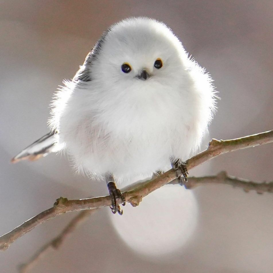 Cute 🤍🖤🤍
#birds #photography #nature