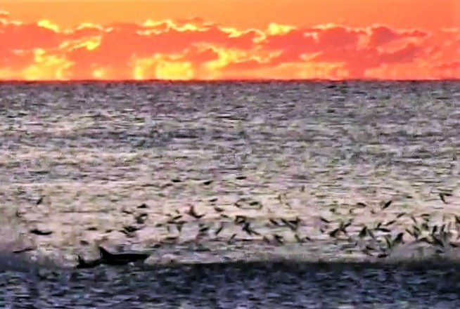 Shark on Flagler Beach this morning going after bait fish. <a href="/WESH/">WESH 2 News</a> #shark