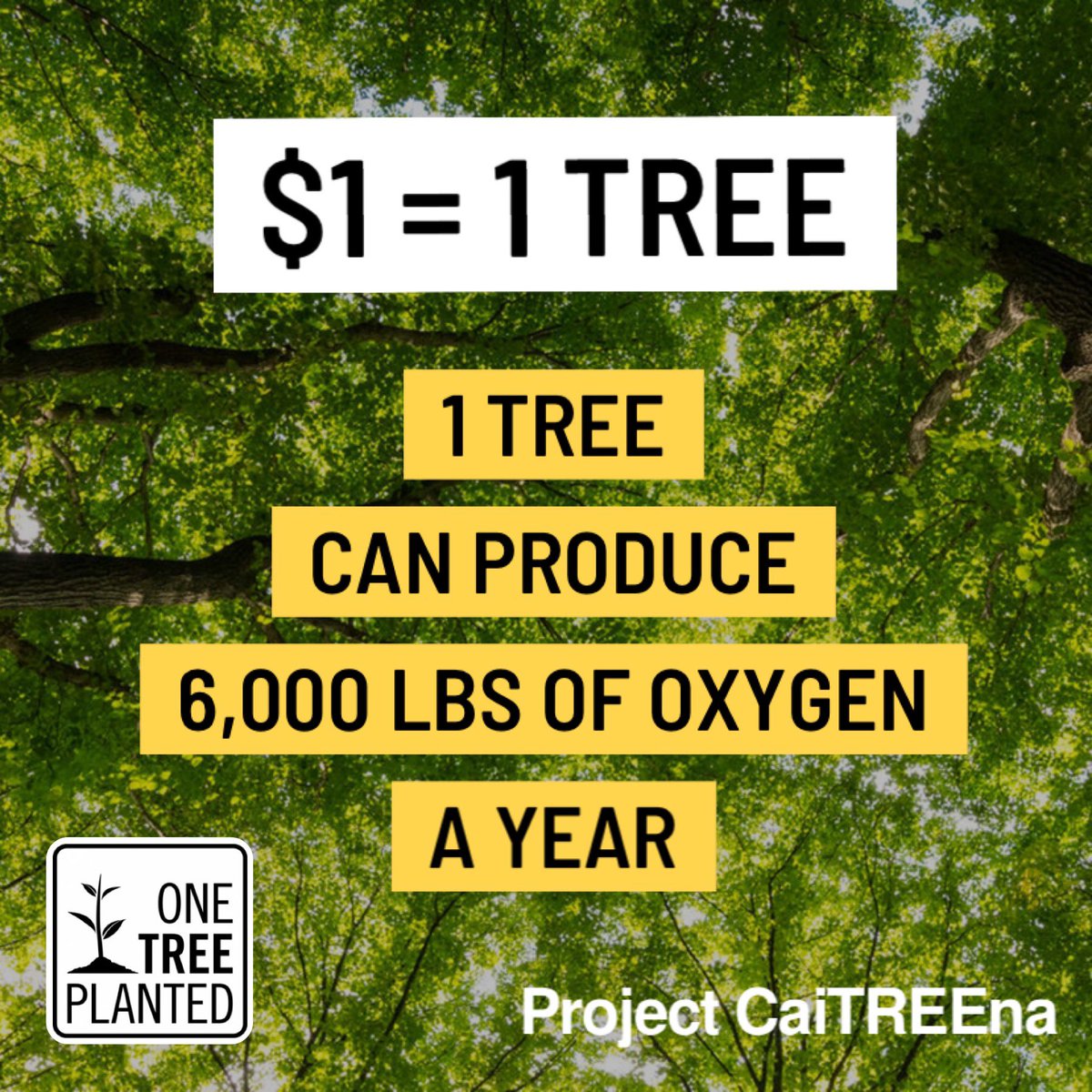 EVERY tree counts!🌳 EVERY tree makes a lasting impact! 🌎

Join us in helping <a href="/onetreeplanted/">One Tree Planted</a> by clicking below: 

…-birthday-fundraiser-2021.raisely.com

#ProjectCaiTREEna #Reforestation #PlantATree