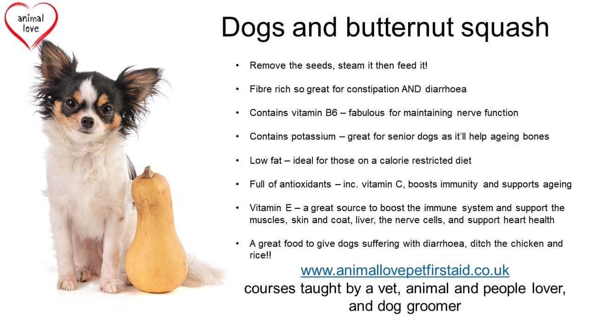 Did you know dogs can have butternut squash?!
I didn’t! 😱

#dogfood #dogfoodrecipe #dogfoodie #dogfoodrecipes #dogfoods #dogoftheday #doglover #dogstagram #dogmom #doglife