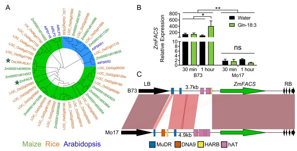 Great to be part of this project led by @externelly

Maize sensitivity to orally secreted Gln-18:3, a classic HAMP elicitor, corresponds with the FACS receptor kinase.

FACS is a PSY1R homolog and confers Gln-18:3 sensitivity to N. benthamiana 

onlinelibrary.wiley.com/doi/10.1111/tp…