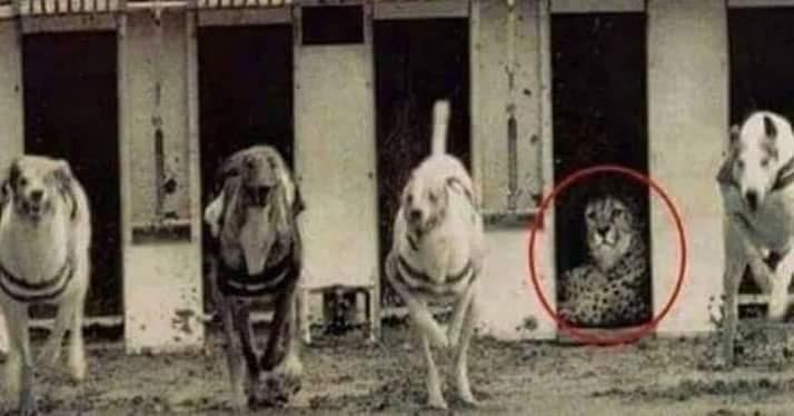 "Bir gün, “Köpek mi daha hızlı koşar, çita mı?” diye bir yarışma düzenlenir. Köpekler koşmaya başlar ama çita hareket etmez. 
Yarış koordinatörüne ne olduğu sorulur. 
Şöyle der; “Bazen kendini kanıtlamaya çalışmak kendine hakarettir. “