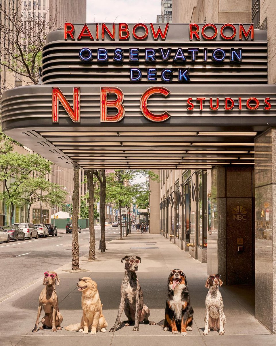 preferredhotels's tweet photo. Don't forget to pack the treats, our furry friends are ready for a paw-sh adventure in NYC! Check out our Preferred Pets offers for all our pet-friendly stays. ๐ถ ๐ธ: @GrayMalin
#ThePreferredLife #BelieveInTravel #PreferredPups #PreferredPets https://t.co/1ilLqyhdoU