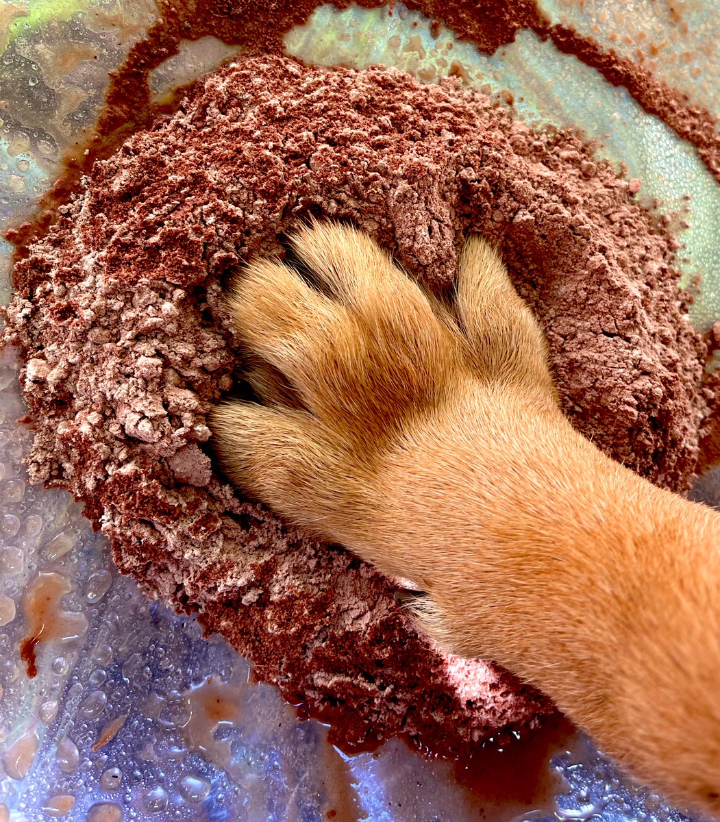 I seem to be stuck! I love adventures with my buddy boy!#adventureswithfriends #pawart #pawprint #dogphotography #HumpDayVibes