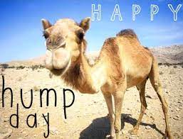 StaffFirst's tweet image. #Happyhumpday We are half way there! We still have many open positions in the areas Joliet, Shorewood, Morris, Bolingbrook, &amp;amp; Lemont. Give us a call for more details to (815) 741-9100