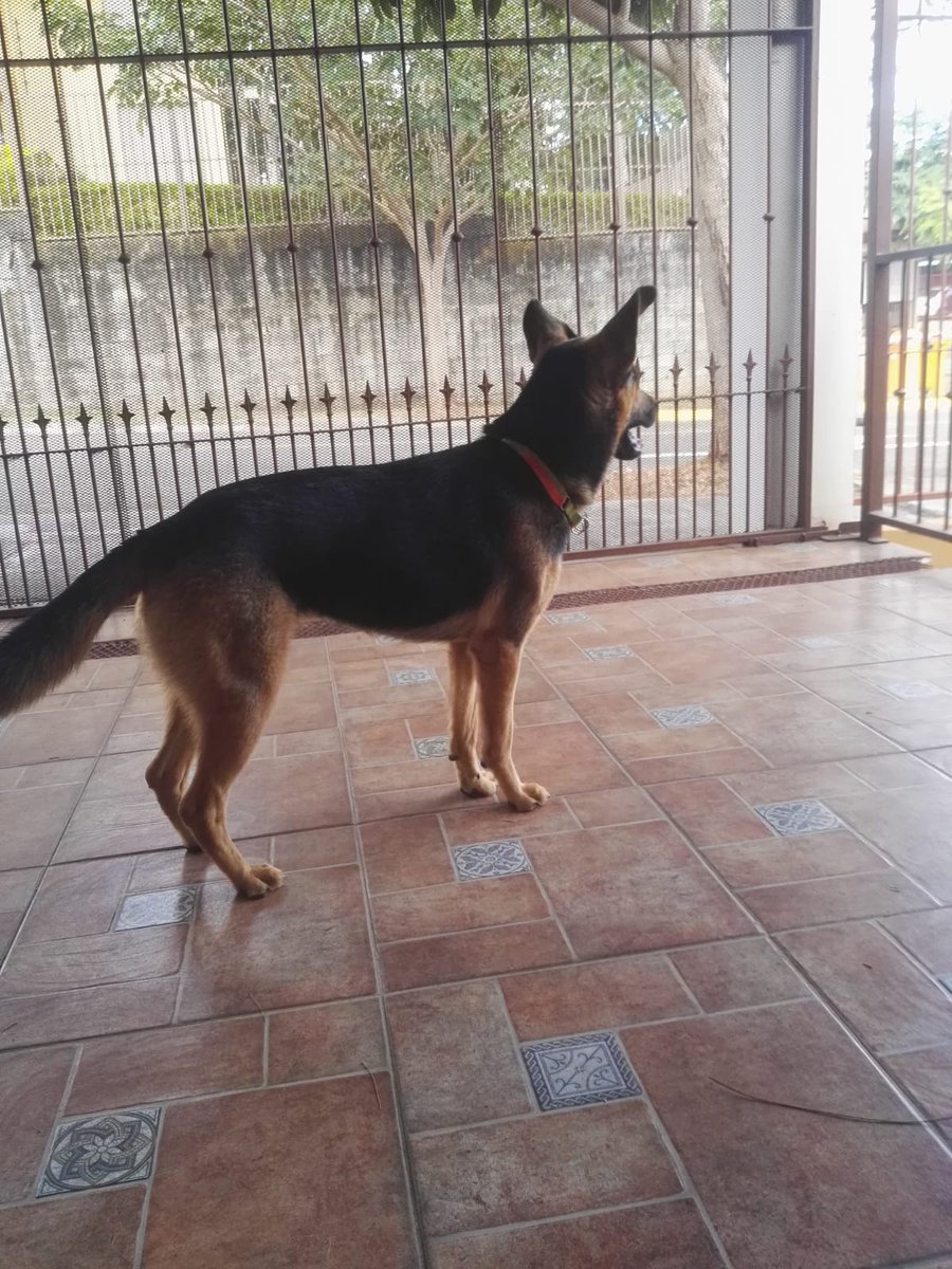 Se regala esta perrita ❤
Se encuentra en Heredia, es muy cariñosa y amigable, necesita de una familia que ame y la cuide mucho.
Más info al número 87912607 o 83362690