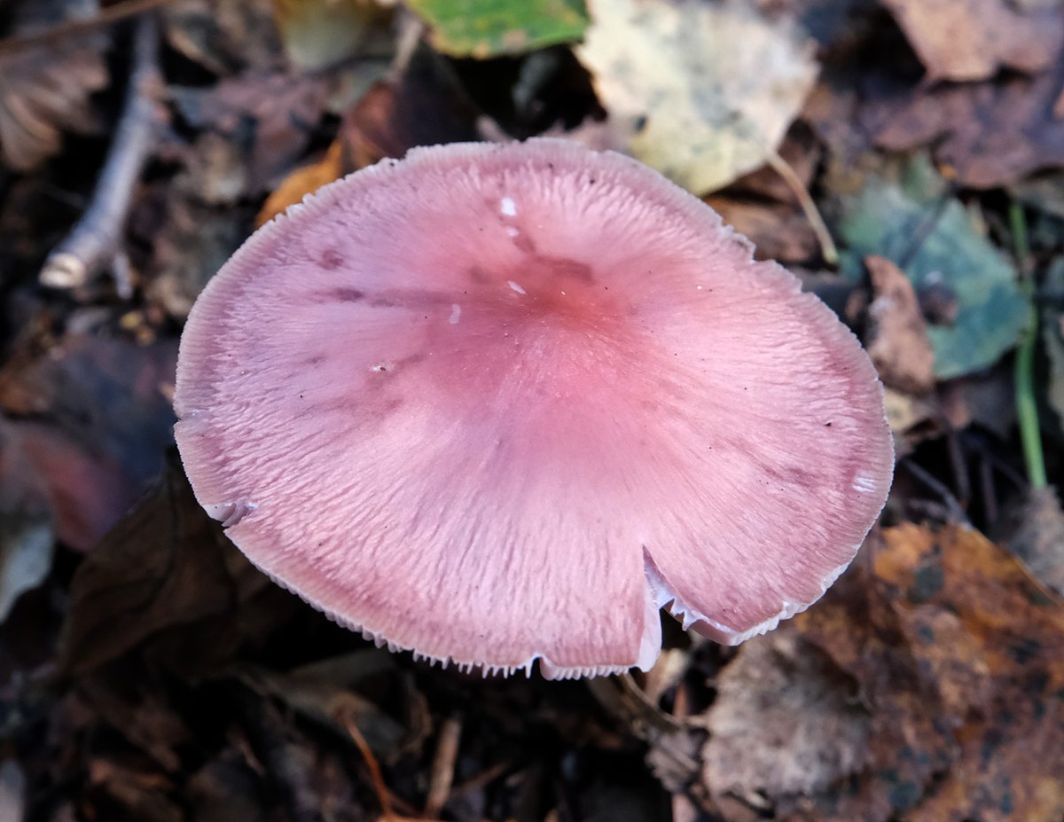 scotfot's tweet photo. Back on earth, Mycena rosea the Rosy Bonnet #fungi - what a colour! https://t.co/6kdcEEz1Os