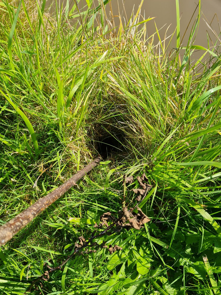 BorealTrees tweet media