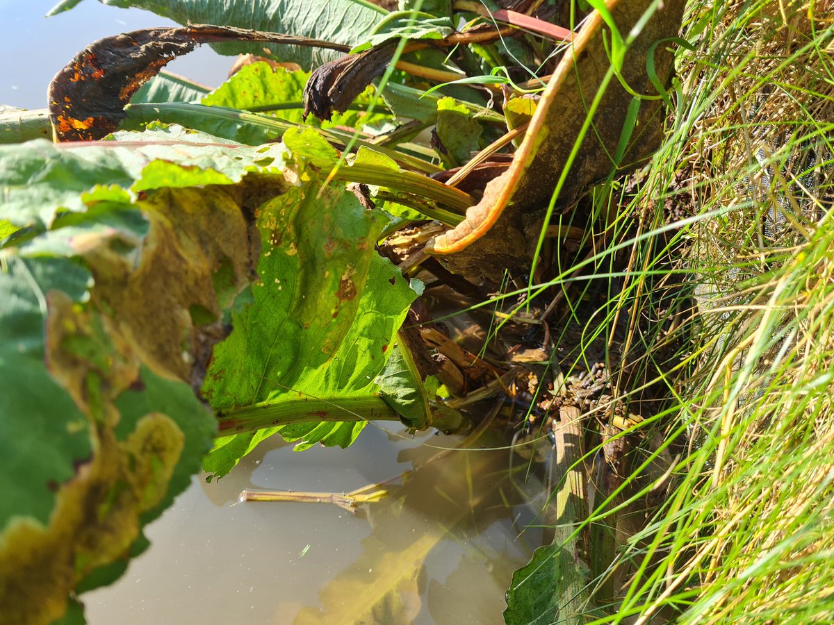 BorealTrees tweet media