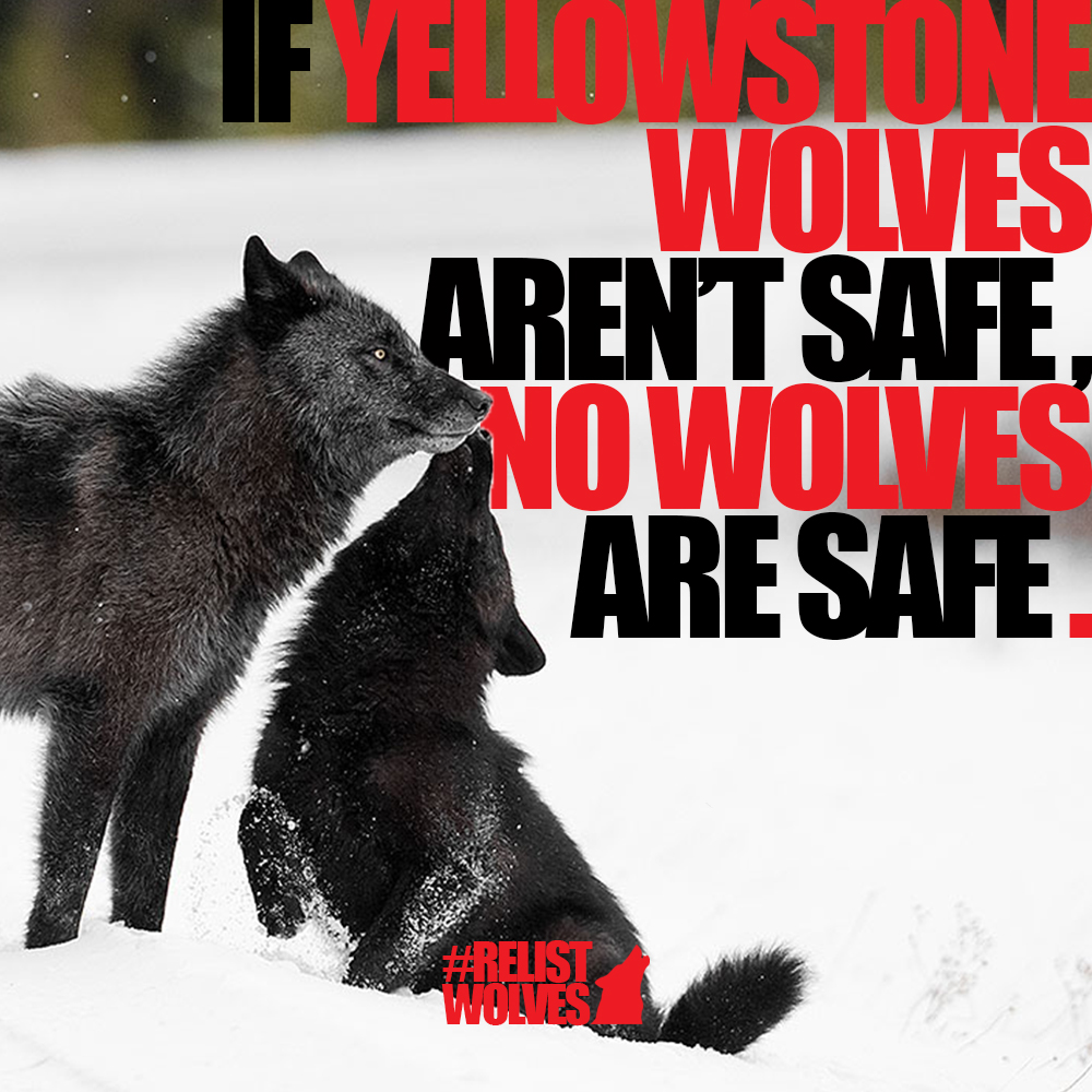 Wolf Conservation Center 🐺 tweet media