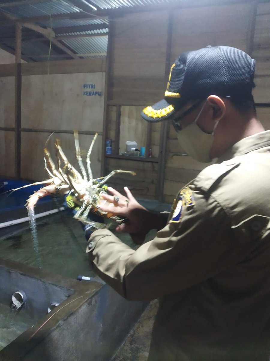 TobeloBkipm's tweet photo. 30-09-2021. Pemeriksaan Media Pembawa Lobster Hidup 175 Ekor dan Udang kipas 39 Ekor di Farm Milik  Ibu Fitri Ariyani Tobelo yang akan dilalulintaskan Tujuan Jakarta #OneHealthKIPM 
@bkipm_kkp

@BKIPMJakartaI
 
@BKIPMTernate
 
@arsal_azis

 #MenteriKKP #MenteriKelautanPerikanan https://t.co/ZiXYekgD5V