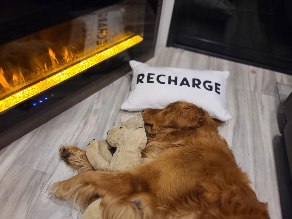 dondarlingSJ's tweet photo. We've received several questions about how Gus is adjusting to travelling. I'm happy to confirm just fine. He naps, look out the window, plays a bit and, is not one bit stressed. #roadtrip #livingtiny #livelifenow #chasingpurpose #AllianceRV #lifewithgusโค๏ธ https://t.co/7cB13LfWBz