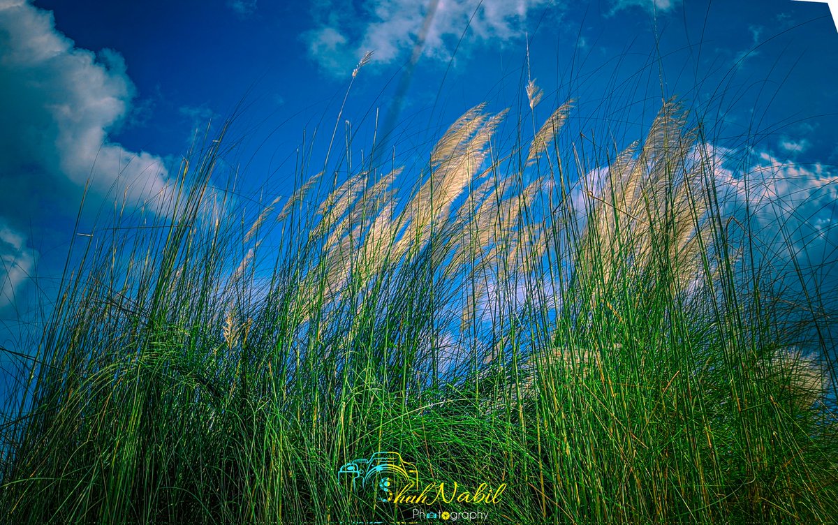 ShahNabil20's tweet photo. #Catkin #Flowers #Kashful #flowerphotography #tree #Plant #Photography #Sky #Sky_photography #mobile_photography https://t.co/d0nWmrBvAq
