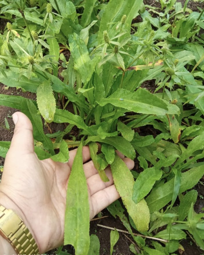 Instituto Mercadeo Agropecuario on Twitter: "Entre consumidores y quioscos del distrito Santiago fueron comercializadas 75 lbs. de culantro, que el personal del Veraguas trasladó desde la comunidad de Calabra,