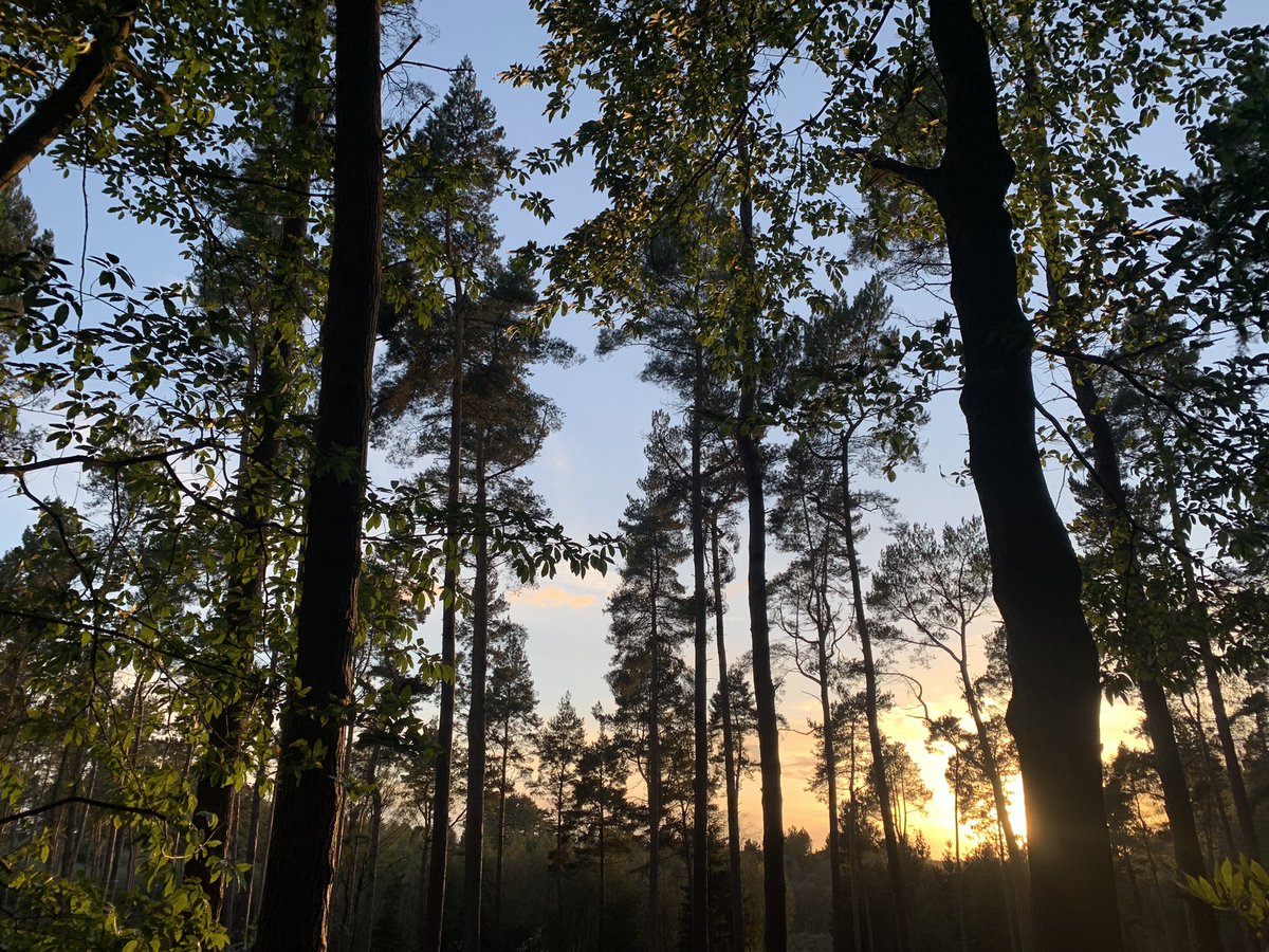 helslacy's tweet photo. Sundowner run around #DelamereForest nice to have it so quiet and almost all to myself ✨#10k #ForestRunners #Cheshire https://t.co/iRJi4Wz2O0
