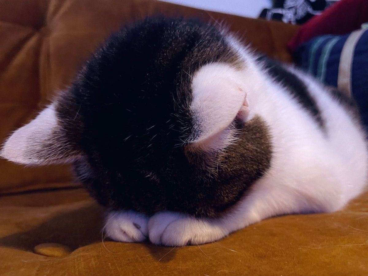 hij slaapt 🥺 op zijn pootjes 🥺