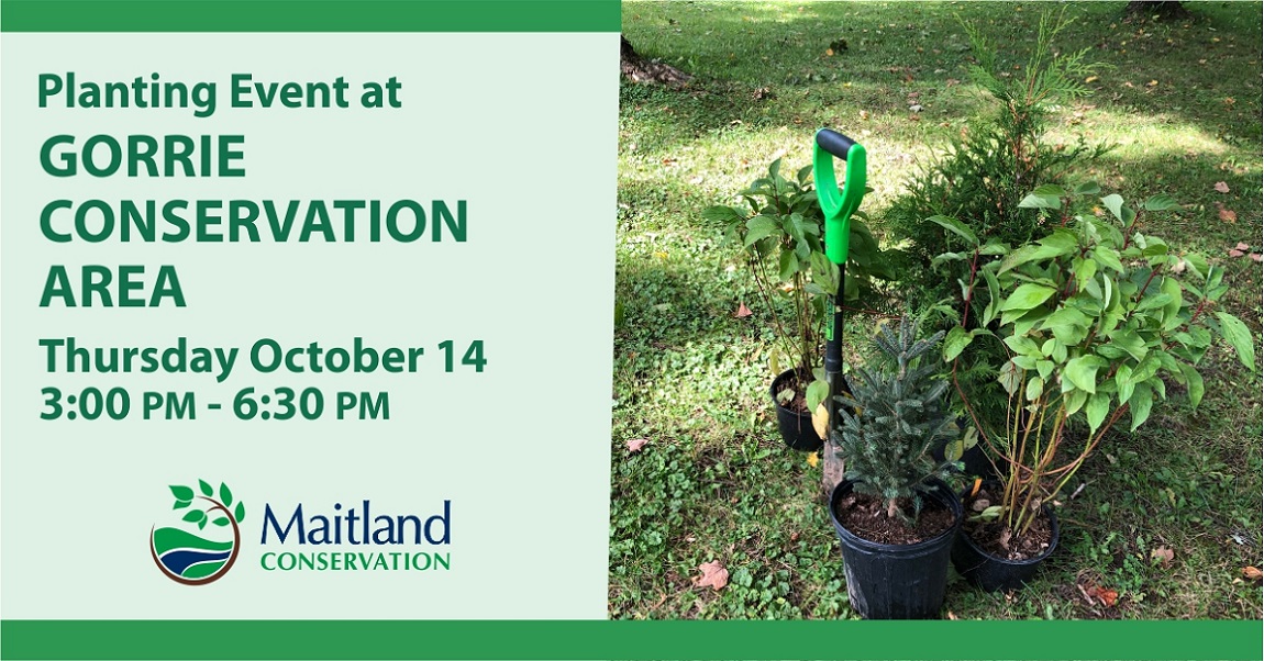 maitlandvalley's tweet photo. An invitation to Township of Howick residents - trees and shrubs are being planted at Gorrie Conservation Area on Oct. 14 from 3 pm to 6:30 pm. Please join us if you can help out. COVID-19 protocols will be in place. Please bring your own work gloves. https://t.co/8bYb3y5Ydp