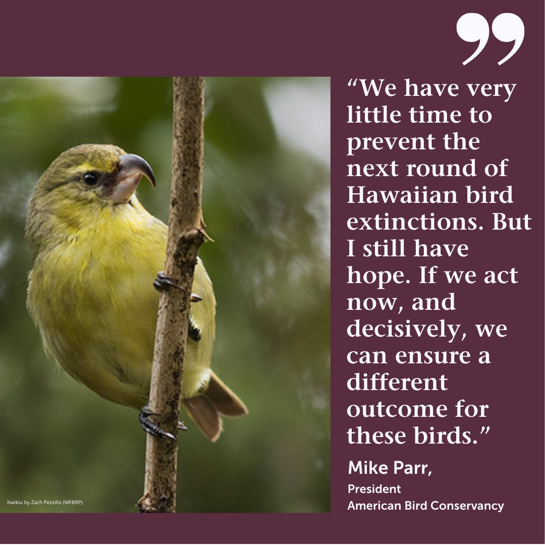 ABCbirds's tweet photo. Eleven U.S. bird species are on their way to being declared extinct — and "eight of them are in Hawai'i,” noted Mike Parr, President of @ABCbirds, commenting on news announced today by the U.S. Fish and Wildlife Service.

Read our full statement here: https://t.co/xkTNUt3fqH https://t.co/Bouc5Mowj5