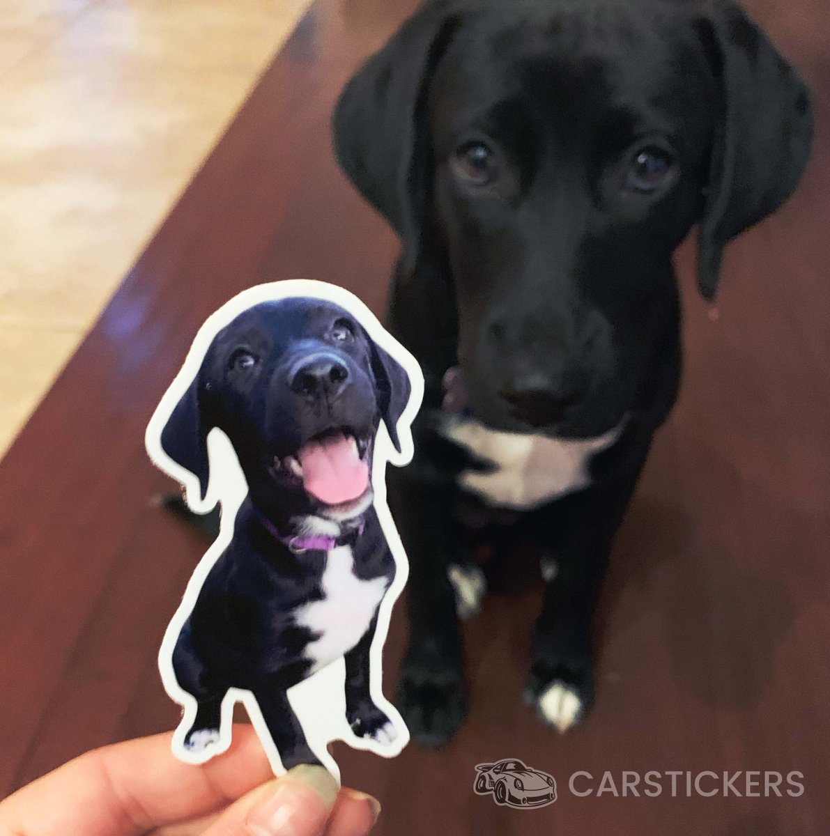 CarStickersInc's tweet image. Did you know you can order photo stickers of your dog at carstickers.com ?! You have to check this out!! #dogs #dogstickers #diecutstickers
