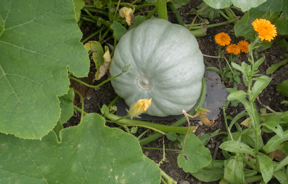 тыква крупноплодная волжская серая 92. тыква волжская серая 92. тыква крупноплодная волжская серая. тыква волжская серая. тыква волжская серая 92.
