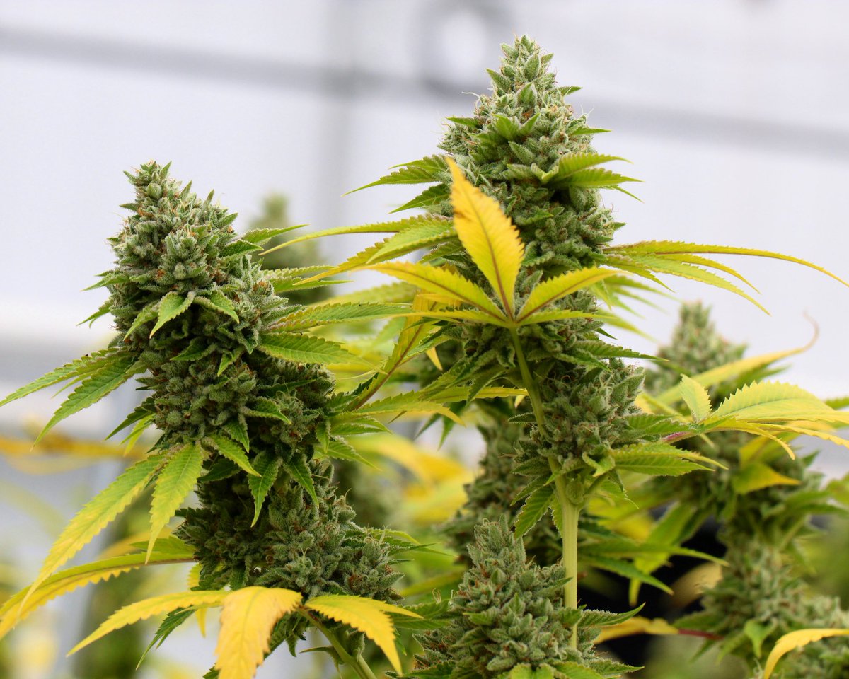 Break through the everyday and #makeyourmood with Ilera!