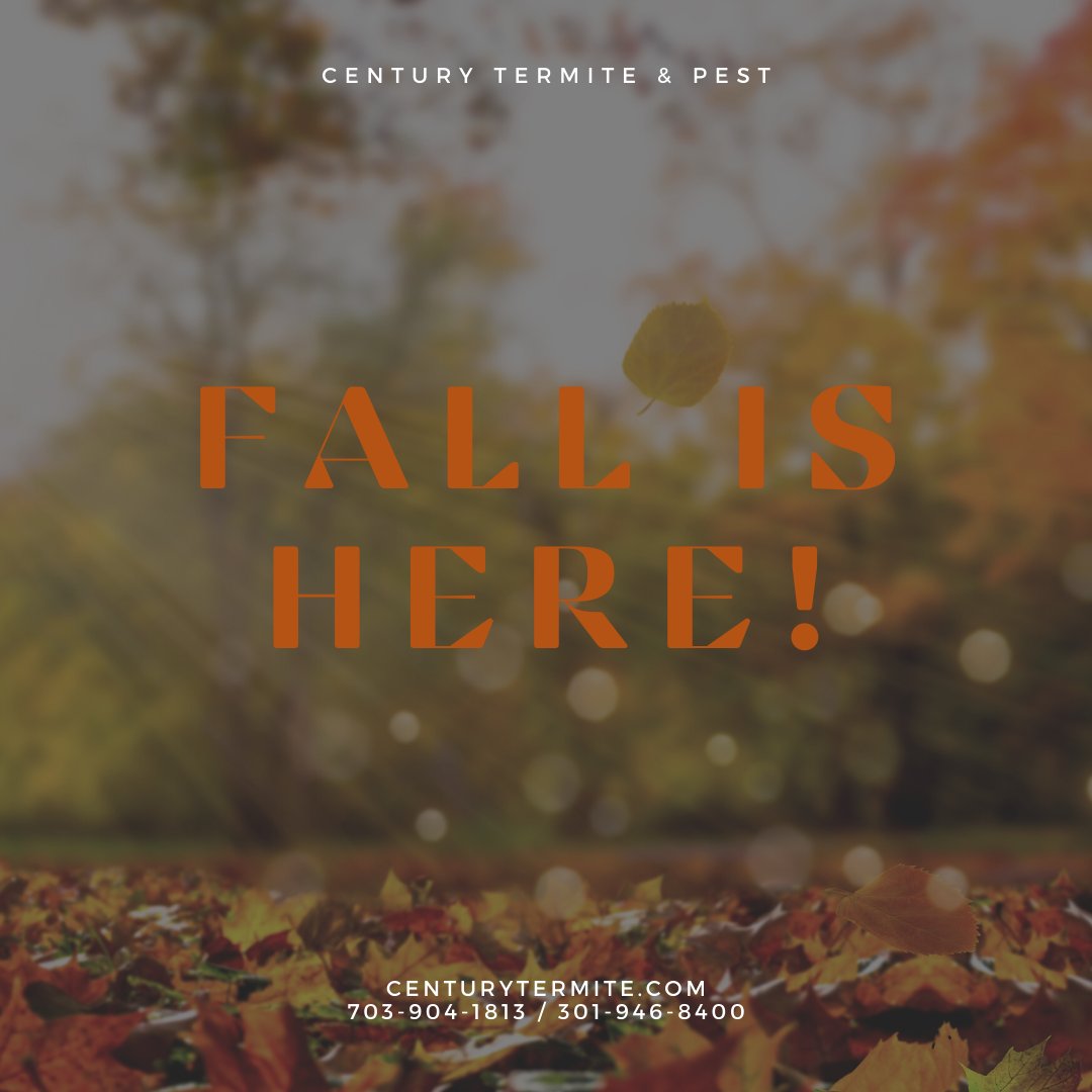 PestCentury's tweet photo. The colder weather is approaching and as many of you know that means many pests are starting to look for a warm place to call home. Make sure your home isn't one of them. Give us a call to get protected! 
#rodents #pestcontrol #Fall #fallvibes #fall2021 https://t.co/2KJji9ujH4