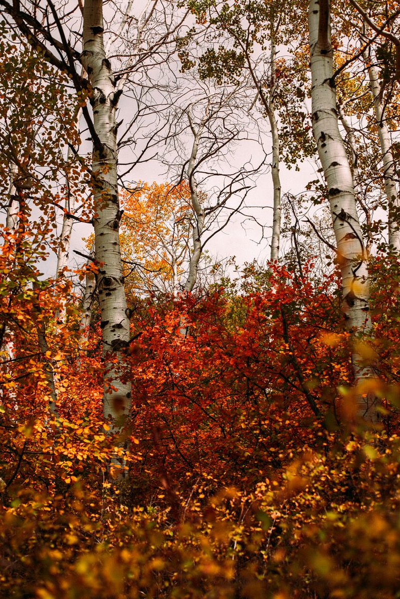 thriving_items's tweet photo. Fall colors🍁 https://t.co/f0Z5Bdqf5N