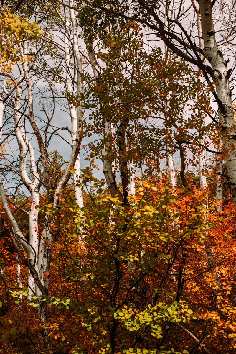 thriving_items's tweet photo. Fall colors🍁 https://t.co/f0Z5Bdqf5N