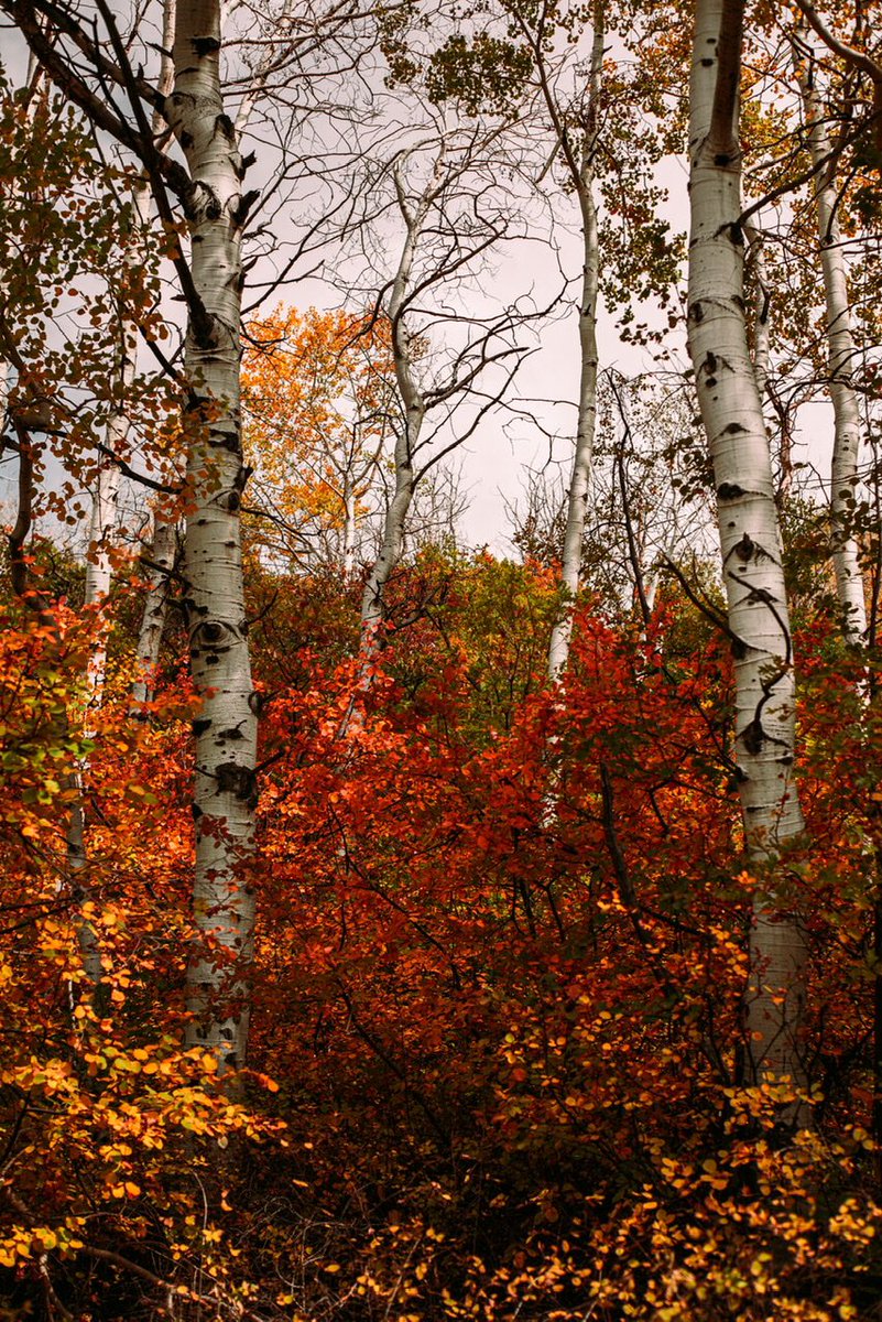 thriving_items's tweet photo. Fall colors🍁 https://t.co/f0Z5Bdqf5N