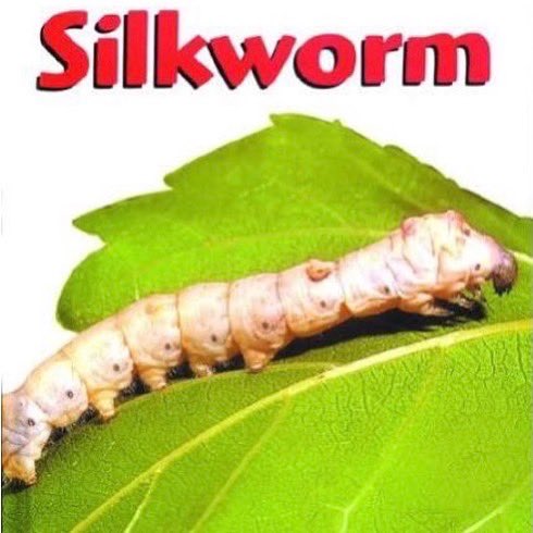 LaughswithLarry's tweet photo. On “The Thrill of the Kill Podcast”this Week I welcome back Neil Mazzella of Town &amp; Country Pest Control. This episode we talk Bugs, Scams, Landlord nightmares,things service technicians should NOT do &amp; Silkworms . Enjoy!!
https://t.co/29tTfVwpYM https://t.co/qorzCjPXp2