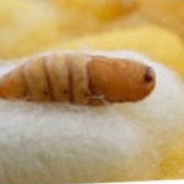 LaughswithLarry's tweet photo. On “The Thrill of the Kill Podcast”this Week I welcome back Neil Mazzella of Town &amp; Country Pest Control. This episode we talk Bugs, Scams, Landlord nightmares,things service technicians should NOT do &amp; Silkworms . Enjoy!!
https://t.co/29tTfVwpYM https://t.co/qorzCjPXp2