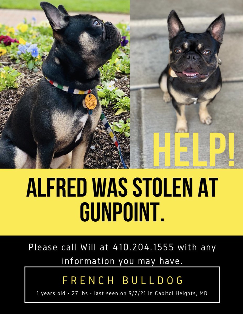 #BringAlfredHome

It’s been 3 wks. I still need your help.  Alfred was stolen at gunpoint in Capitol Heights, MD outside of DC.

<a href="/WashProbs/">Washingtonian Problems</a> <a href="/7NewsDC/">7News DC</a> <a href="/WTOP/">WTOP</a> <a href="/PoPville/">PoPville</a> <a href="/washingtonpost/">The Washington Post</a> <a href="/ladygaga/">Lady Gaga</a> <a href="/JoshRosenthalTV/">Josh Rosenthal</a> <a href="/JessArnoldTV/">Jess Arnold</a> <a href="/PGPDNews/">PGPDNEWS</a> 

#FrenchBulldog #StolenPet #StolenDog #Frenchie
