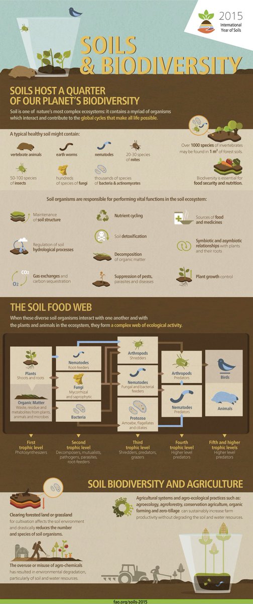 Soil biodiversity infographics🪱🍄