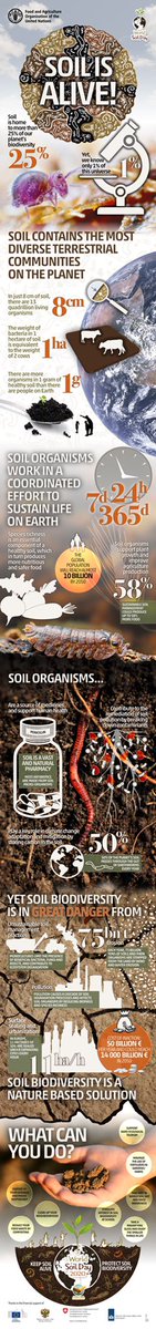 theGSBI's tweet photo. Soil biodiversity infographics🪱🍄 https://t.co/LWFebH93sl