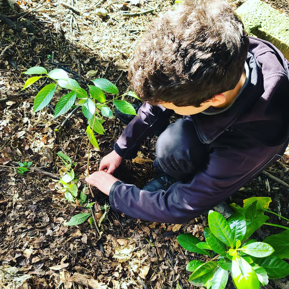 Bec_NZ1's tweet photo. Exploring what it means to be kaitiaki of our grounds. One way is to remove invasive species that are a threat to our native plants. Good work y10. OTC. https://t.co/MHi3HeRvGY