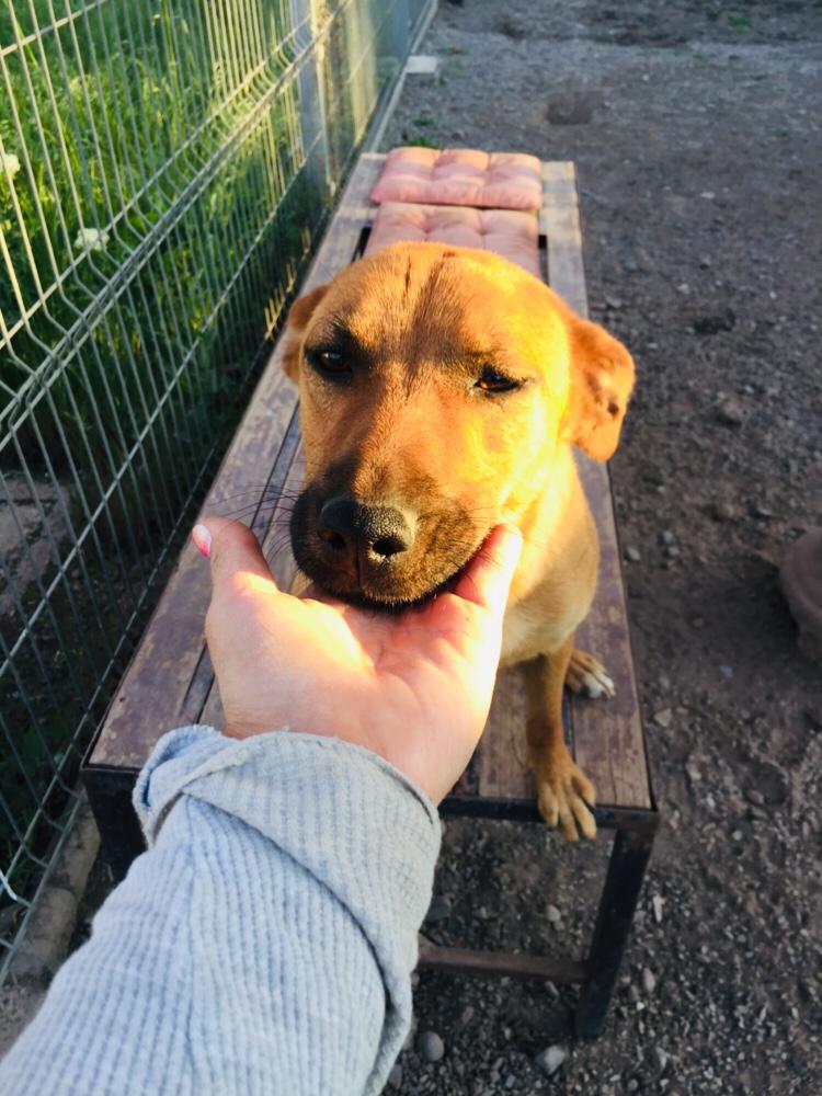 XimenaAG70's tweet photo. Ella es Leyla hermosa, bien portada mamita rescatada con sus bbs, todos adoptados menos ella, se encuentra en el refugio de La Pintana a la espera de una hermosa flia. Chicos debo cancelar hoy su mensualidad $55mil, me ayudan por favor? Datosxdm, te pido RT 🙏 https://t.co/gftZeOezbu